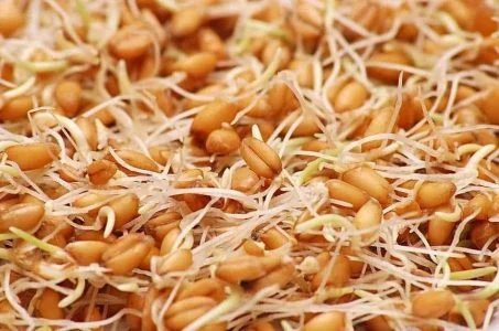 طرز تهیه جوانه گندم برای لاغری