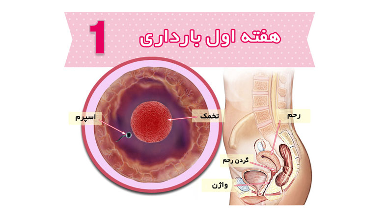 وضعیت جنین در هفته اول بارداری