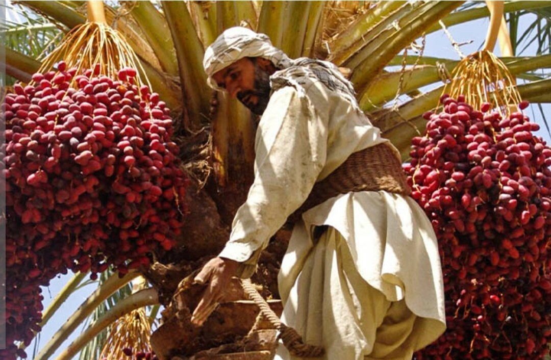 عبور میزان برداشت خرما از مرز ۵۰ تن - خبرگزاری سقف شیبدار | اخبار ایران و جهان