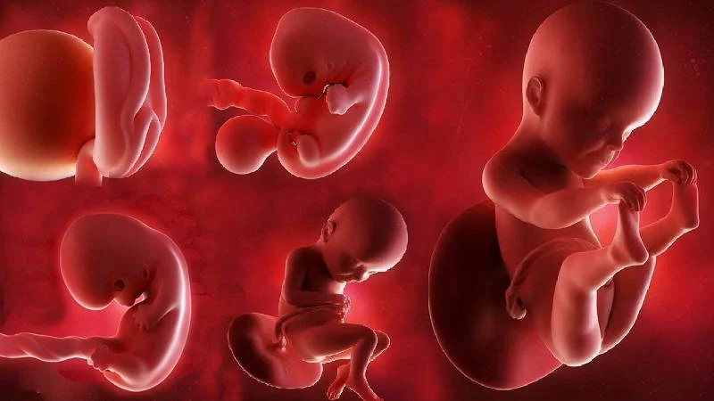 دلایل و علائم تشکیل نشدن قلب جنین چیست؟